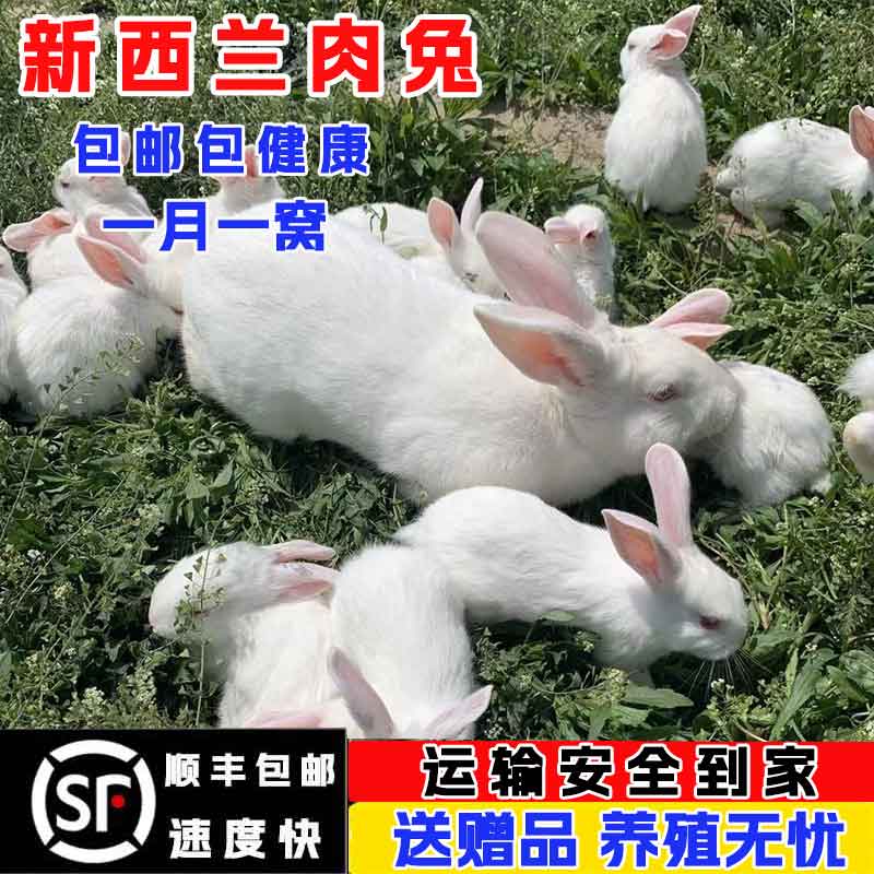 【顺丰包邮】大型纯种新西兰肉兔苗月月兔生鲜
