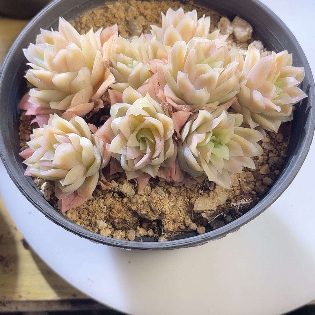 2221 冰山玫瑰锦 六月六