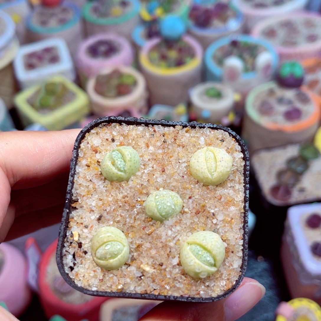 729. )788854567557778