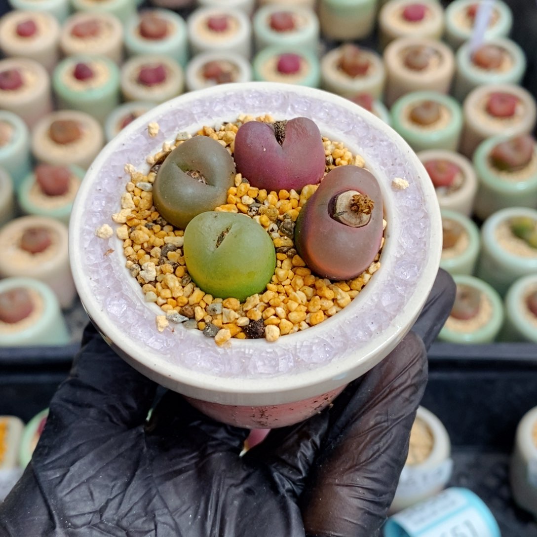 ?*3623--一物一拍 带盆