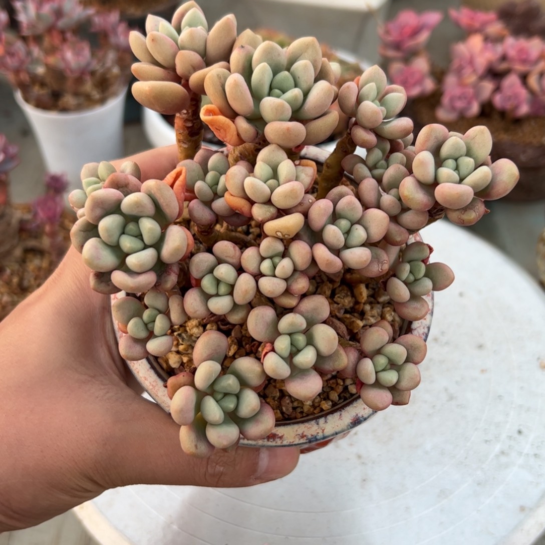 先锋派18 零零多肉植物