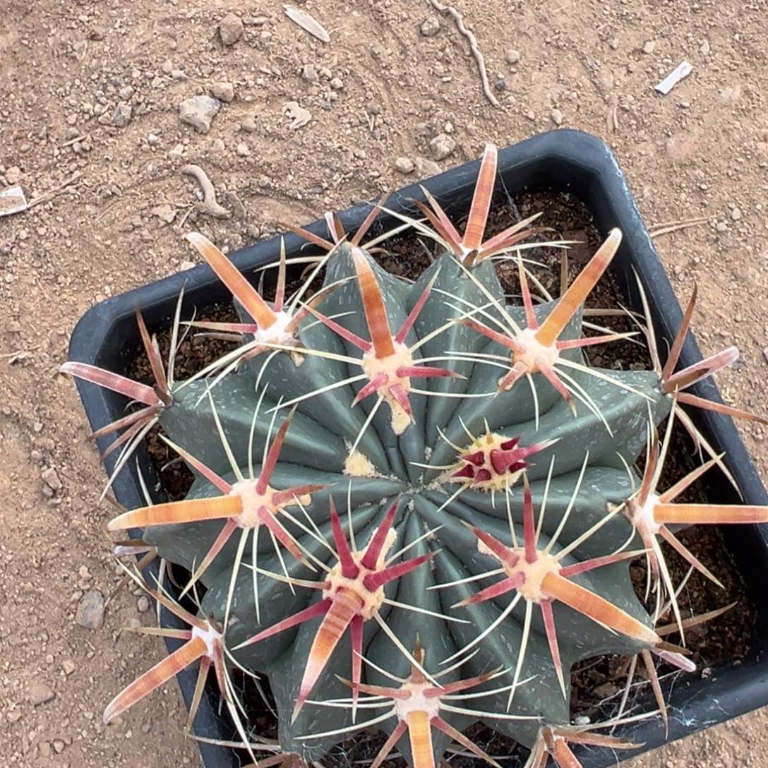 梅***雪零零落落 零零落落