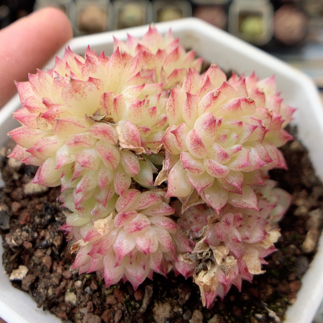 X53 ，20包邮两天凑单偏远不发货