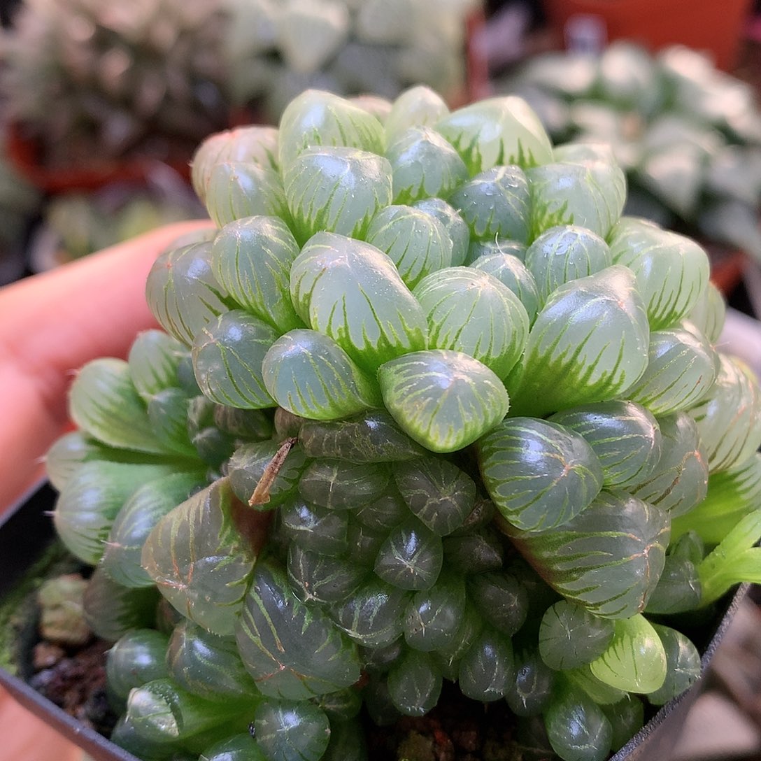 姬玉露群生带盆土发货