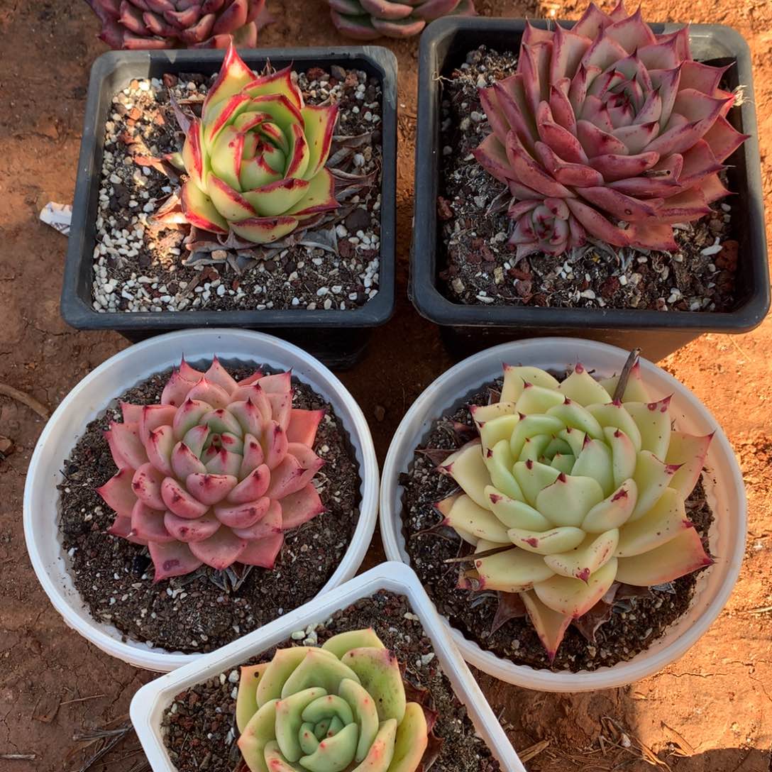 30包邮，断枝不包售后