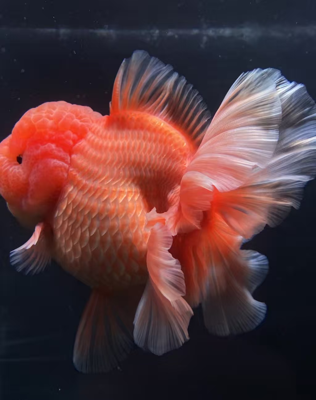 冷水淡水好养耐活