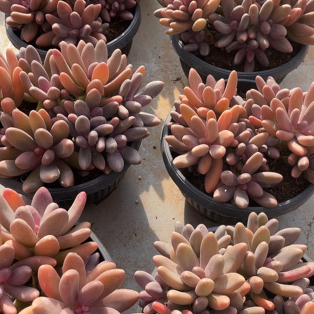 糖果美人精控群生18厘米可挑