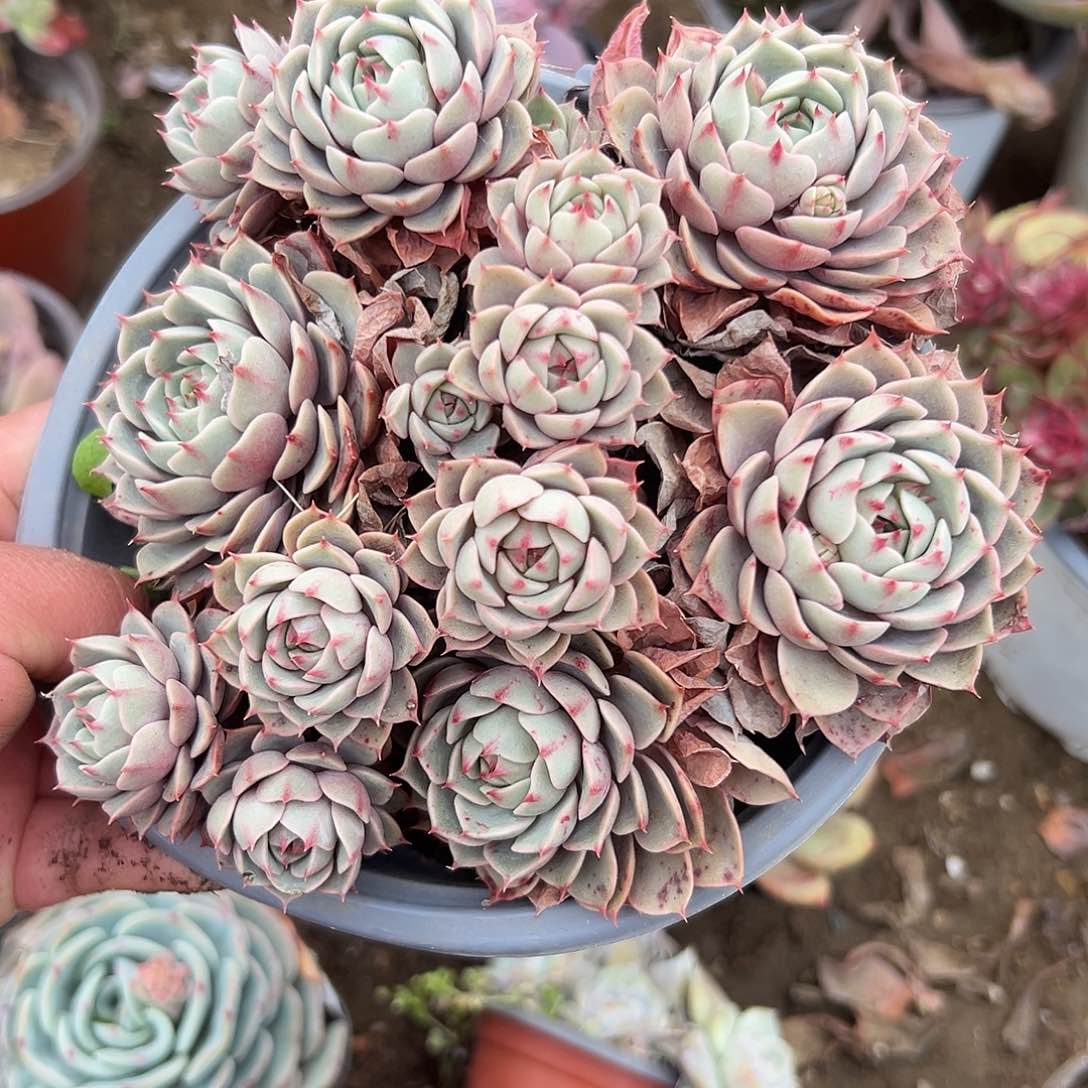 多肉植物本巴蒂斯