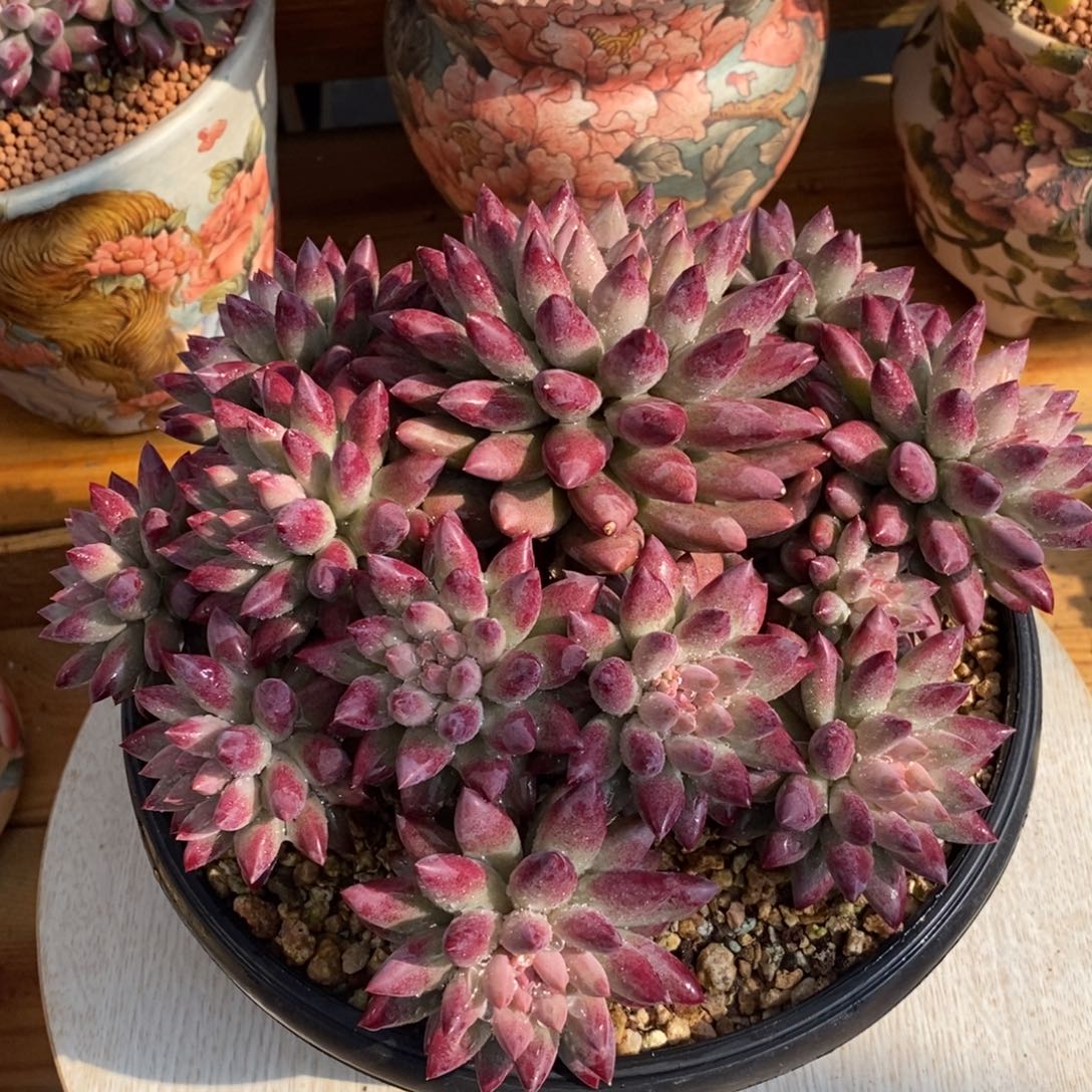 如烟大群多肉植物