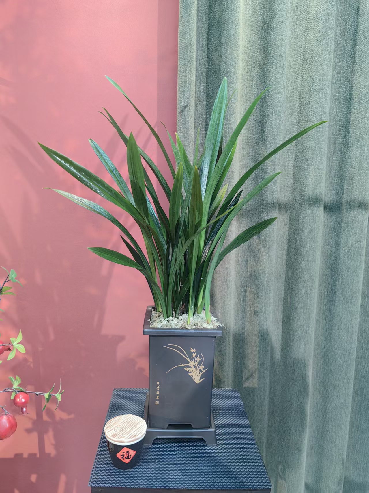 墨兰盆栽室内阳台办公室好养护四季常青观赏花卉