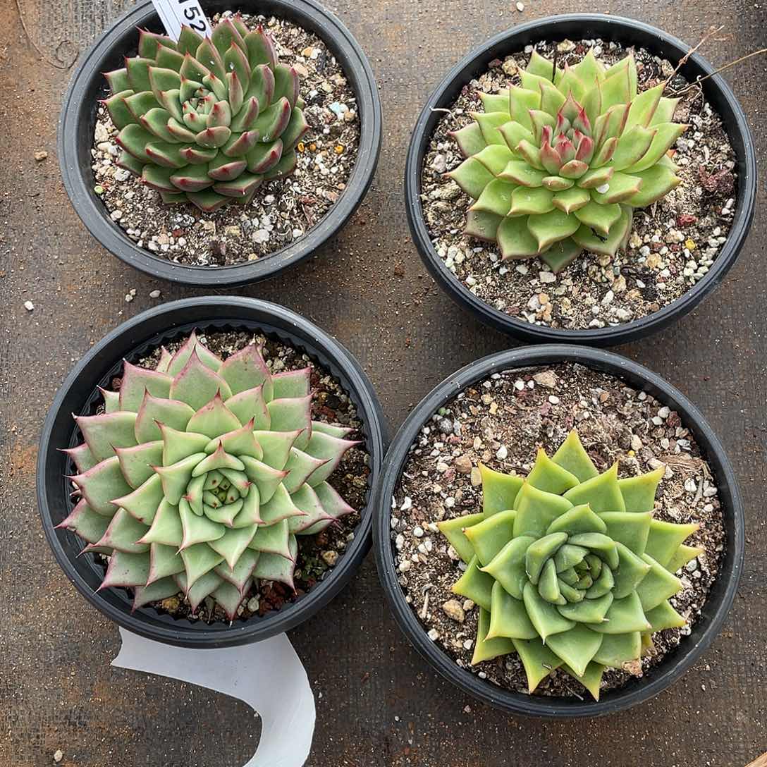 若如东云组拍E152