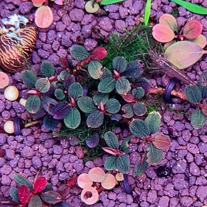 辣椒榕私藏K系列福利