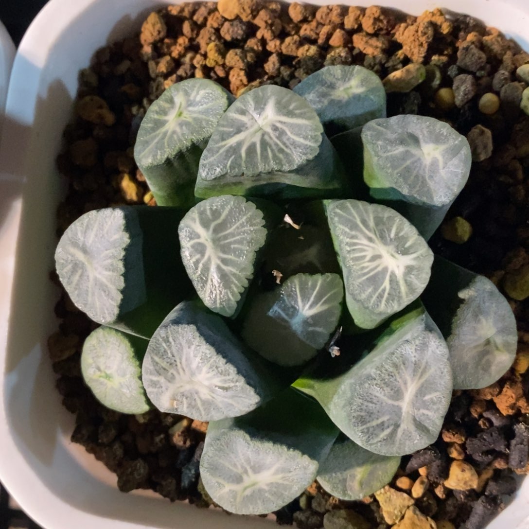 十二卷一颗实生超级万象 
