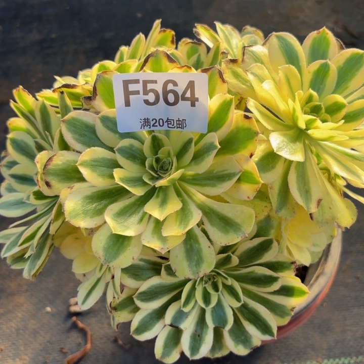 瑞妈多肉植物，564.