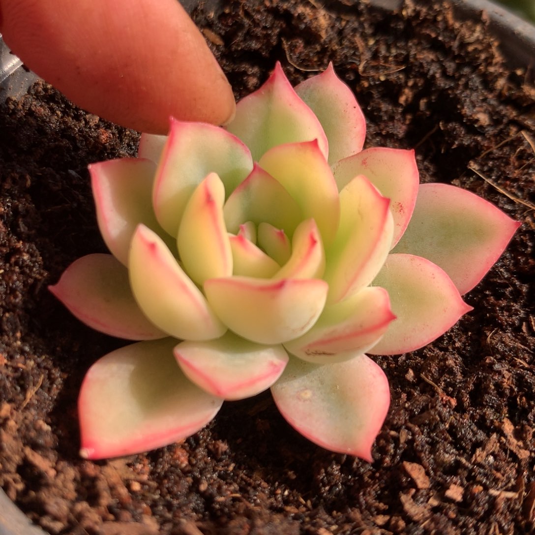 雨燕座侧牙可嫁接