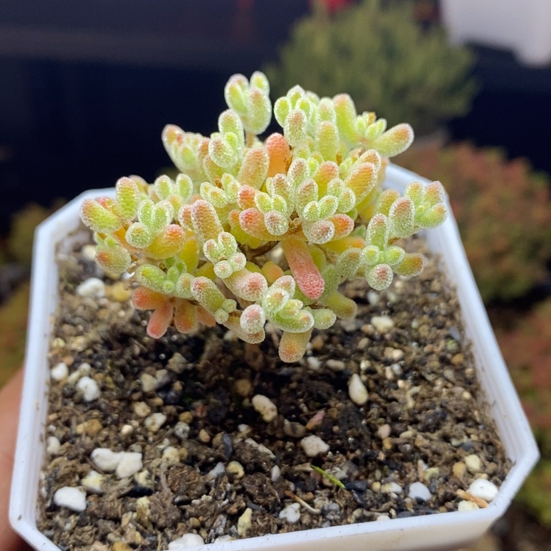 599号优选冰晶枝干