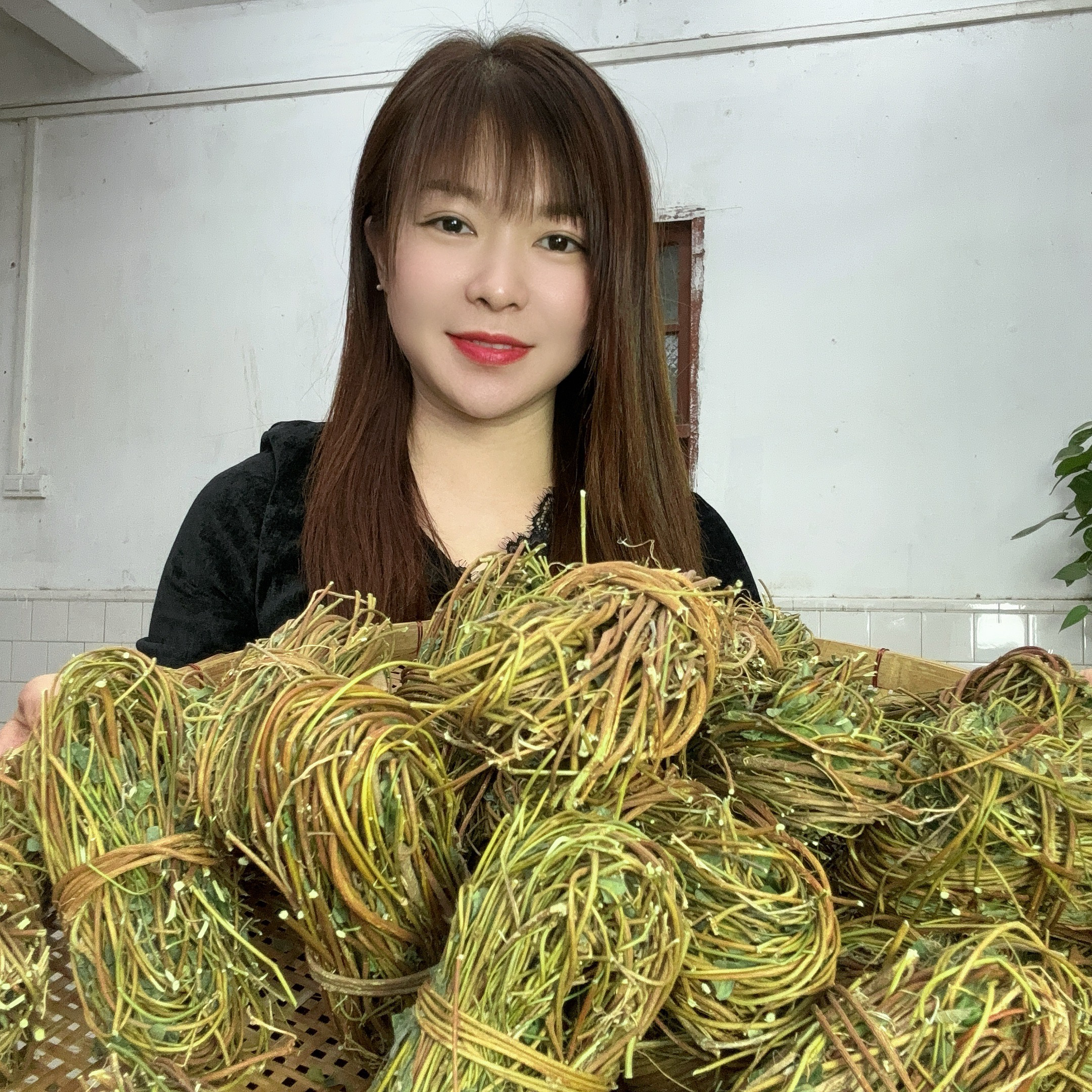 怀集大山鸡骨草菜