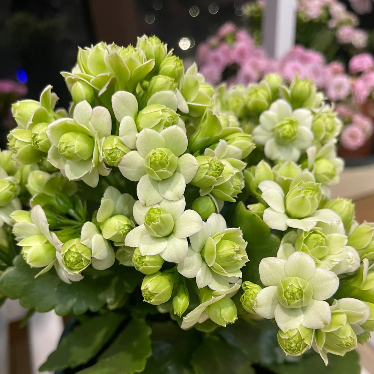 【绿巴黎】重瓣稀缺色长寿花 