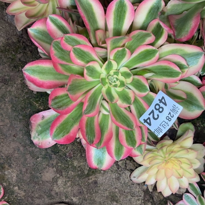 4824南香妃多肉植物