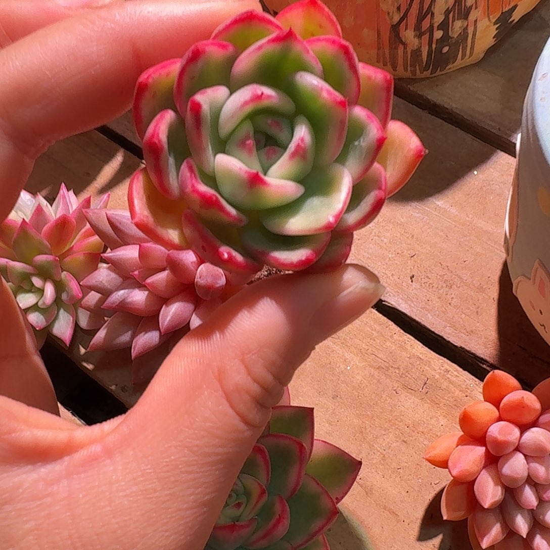 朱碧锦多肉多肉多肉