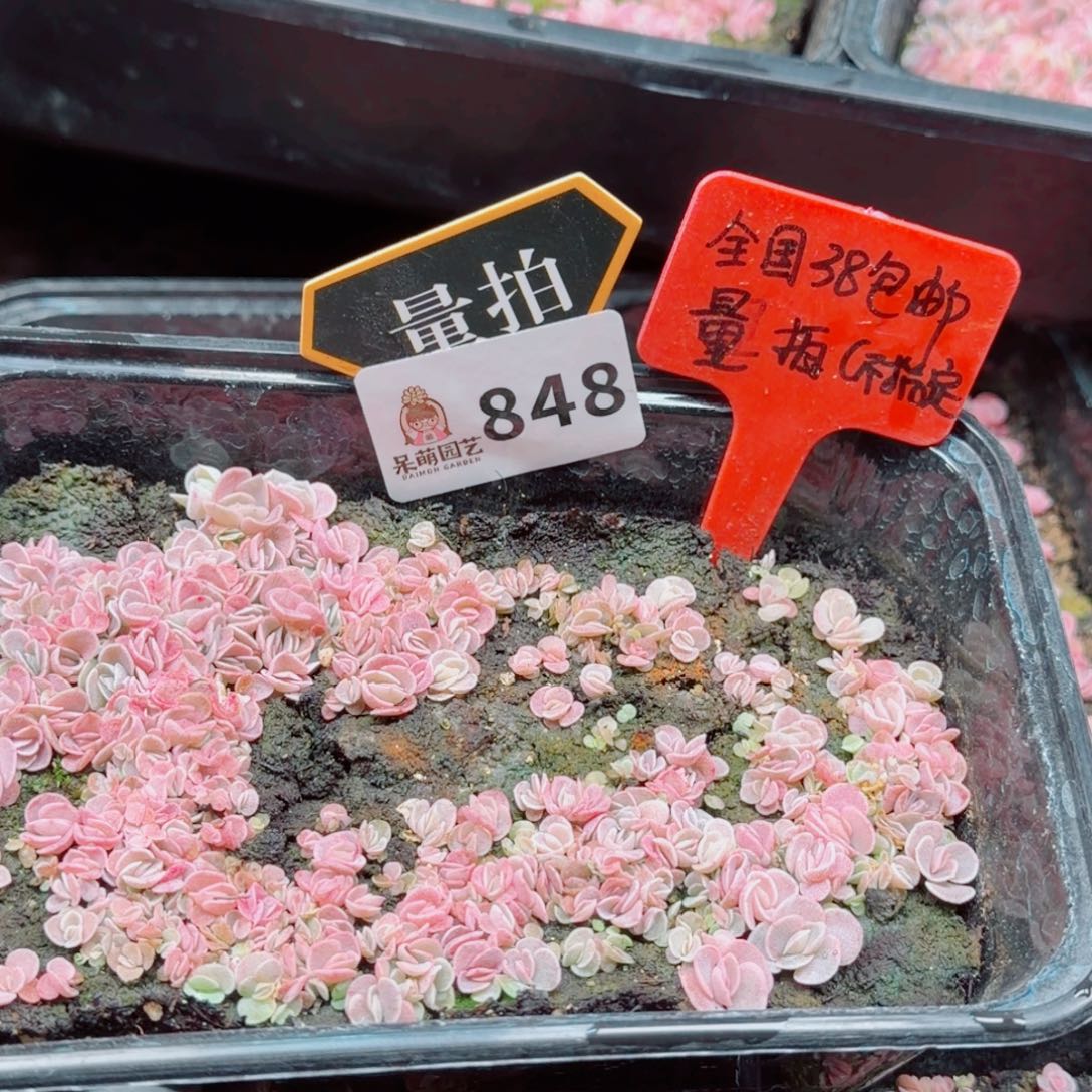 多肉植物多肉植物