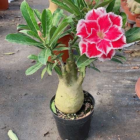 【闪购商品】无花朵韦*华