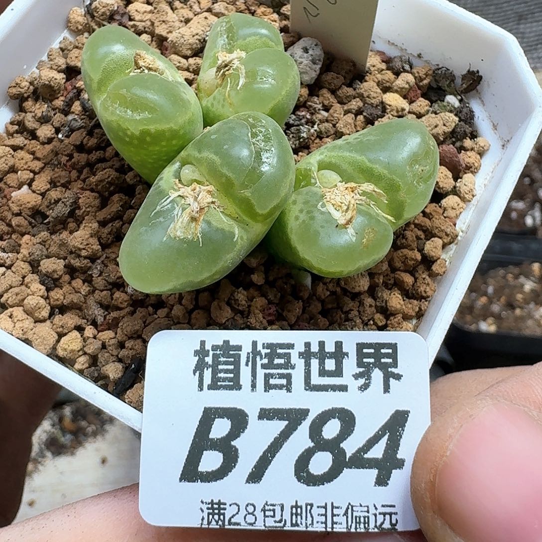 多肉植物的日子去dg