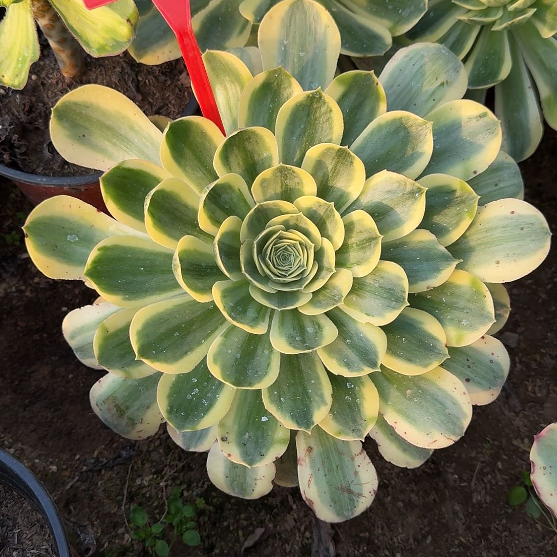 龍***⑦4108香炉盘多肉法师