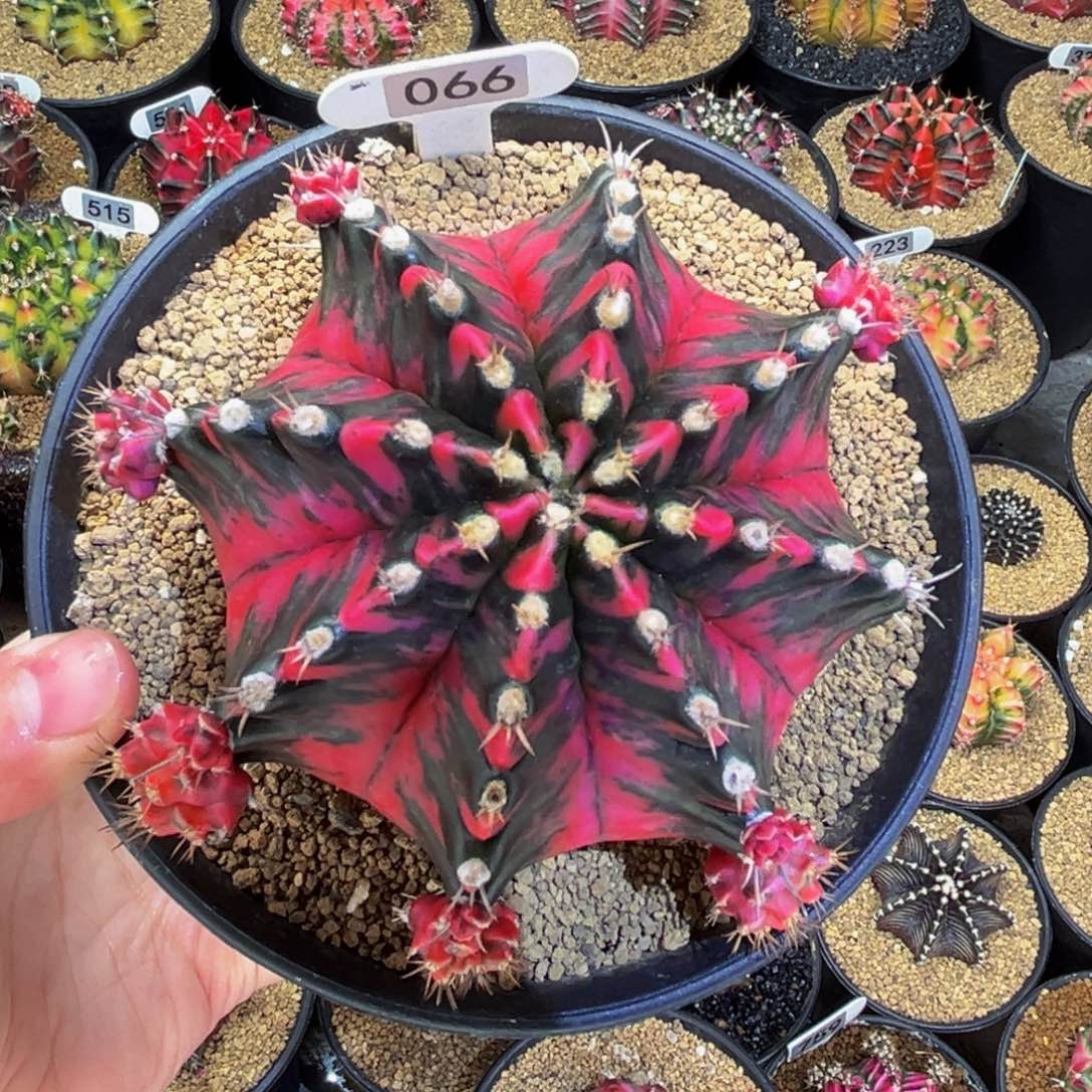 侧芽可出 388一个 米哈仙人球