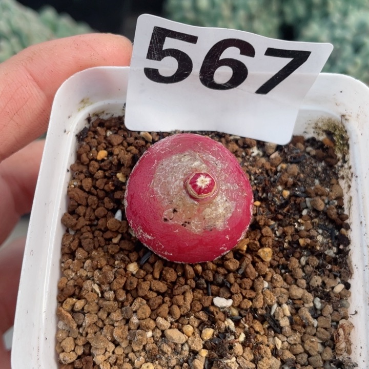 567母本带盆2.8厘米
