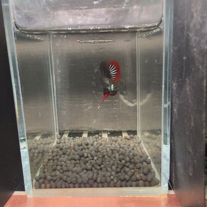 斗鱼泰国斗鱼503号