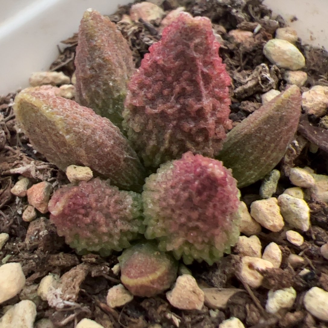 实生低叶苗多肉植物水泡多肉植物