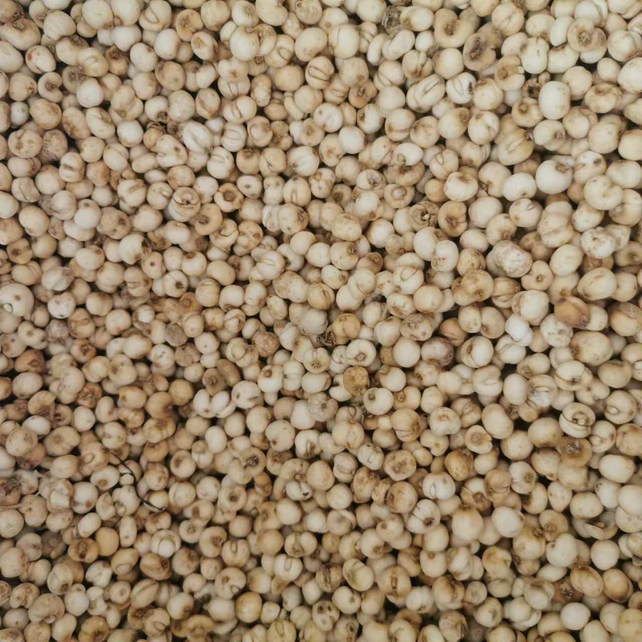 川小妹高山贝母无硫