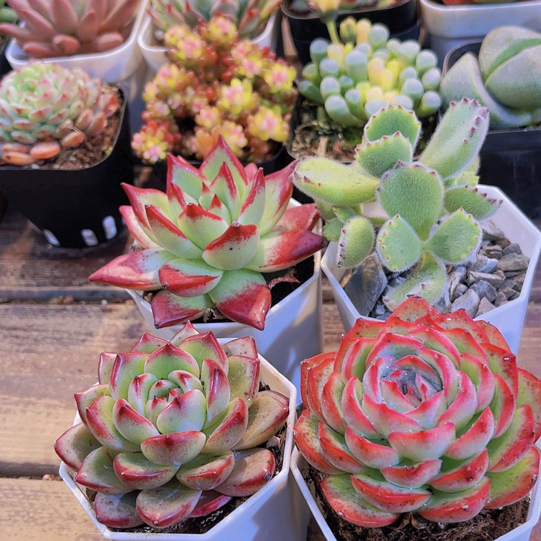 红乌木➕夜魔侠➕熊童子➕侧影