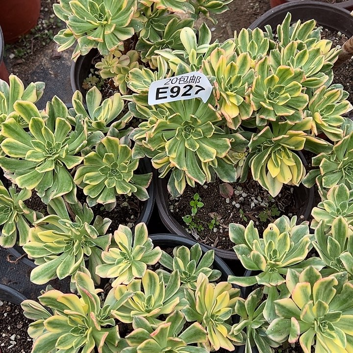 梅***田多肉植物927不售后