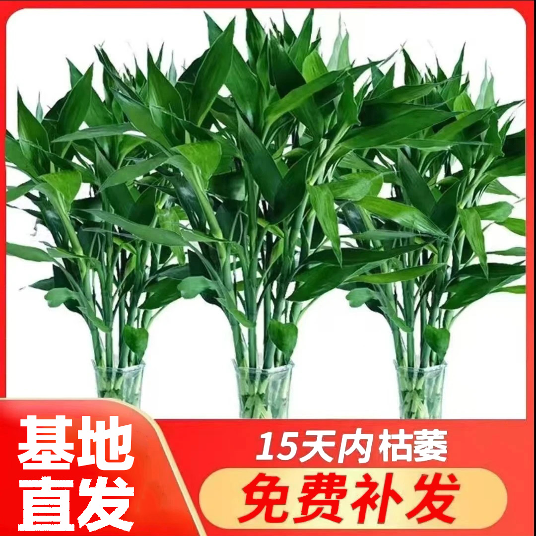 CZ大叶富贵竹 水培绿植花卉办公室居家客厅节节高净化空气