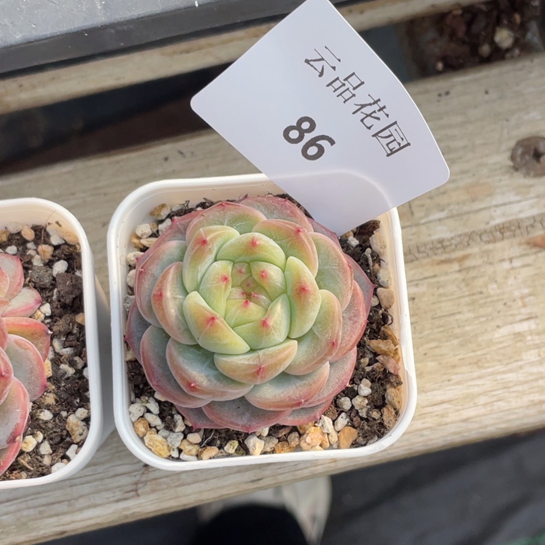 有*** 86号糖心冰心珍妮