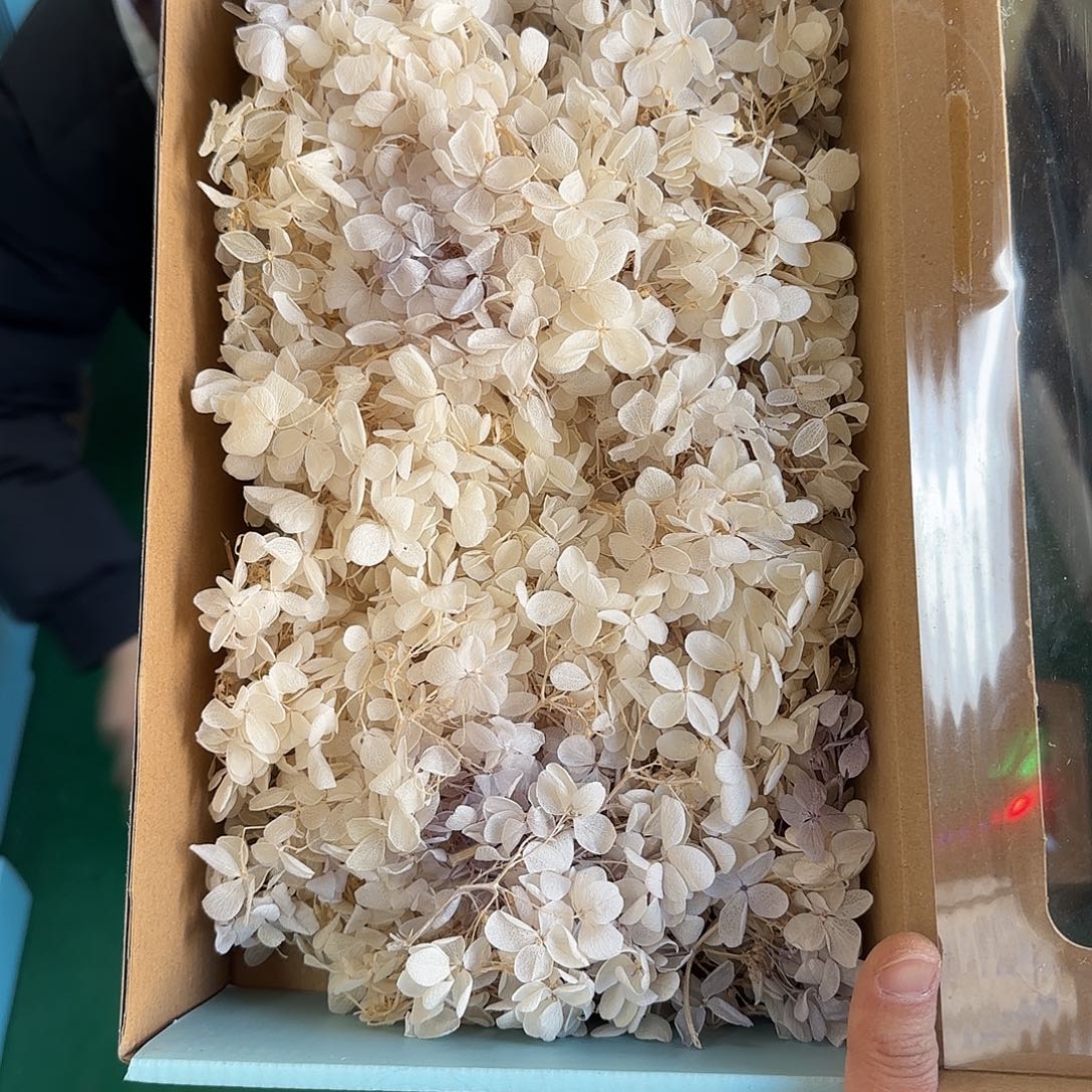 K92号渐变白蓝木绣球