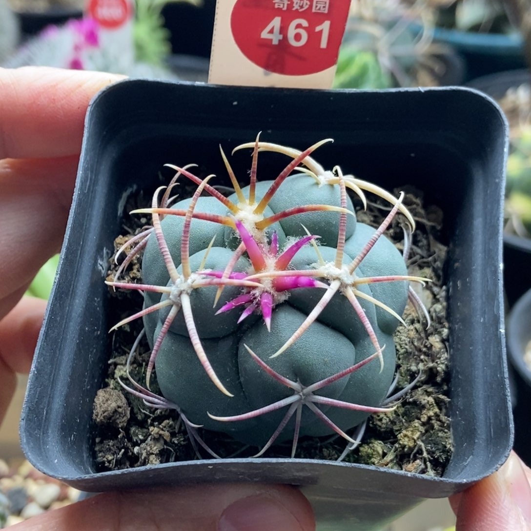 实生泰刺豪刺高木绯冠龙一颗4.3cm