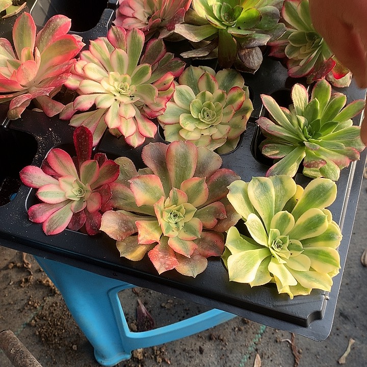 104法师10棵多肉植物