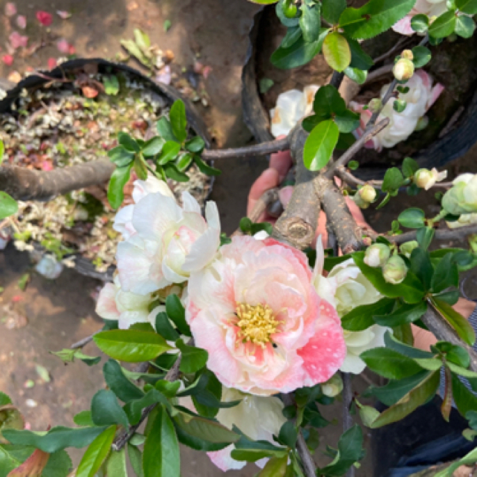 彩玉初心海棠 渐变色系列花 耐寒耐旱春季粉白花栽培大花白色