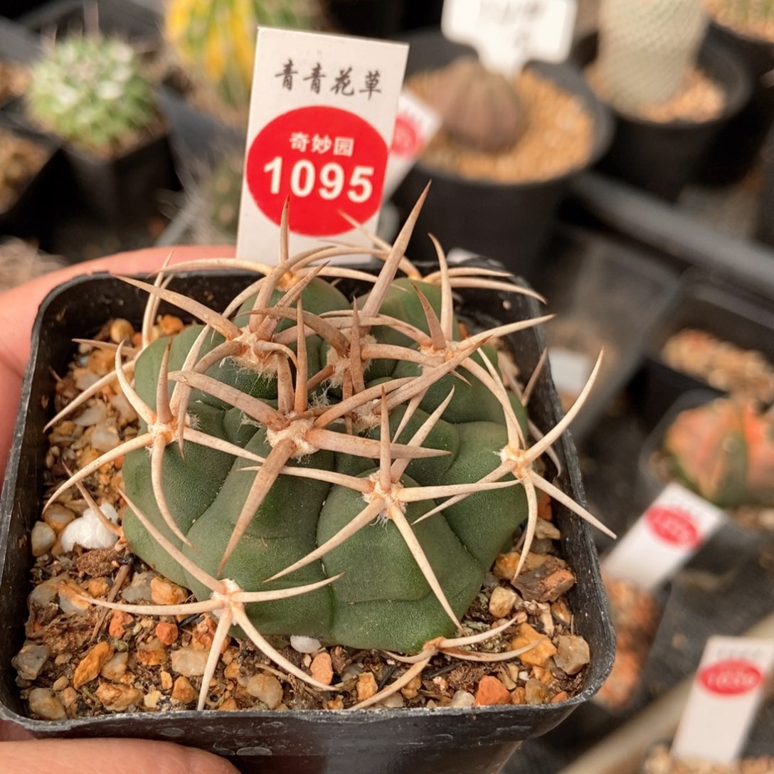 实生五十铃丸碧岩玉一颗5.5cm