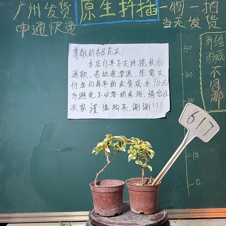 完全开放    金边黄掌中宝 橙冰掌中宝617