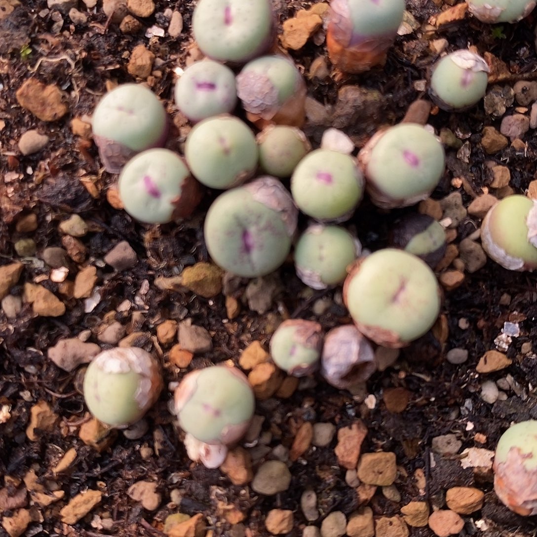 编号混小红嘴2颗。      