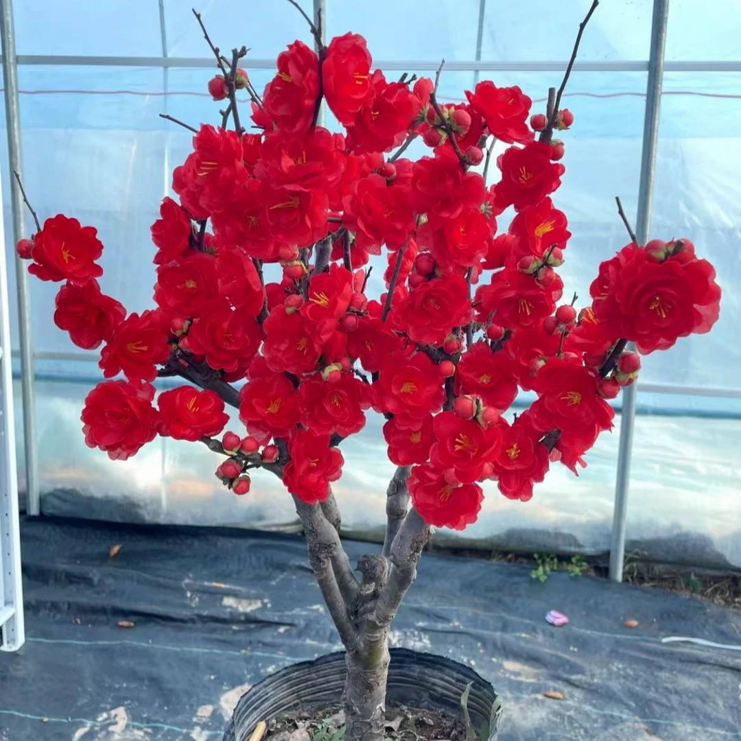 【玫瑰之约牡丹之恋】重瓣玫瑰之约海棠花盆栽牡丹之恋盆景桩