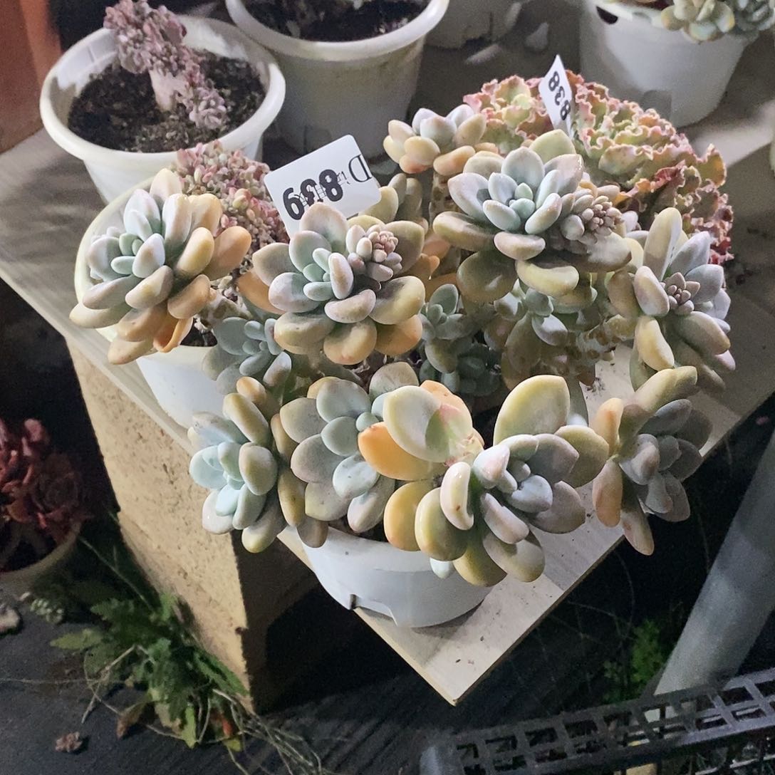 鑫*哥839洛神多肉植物