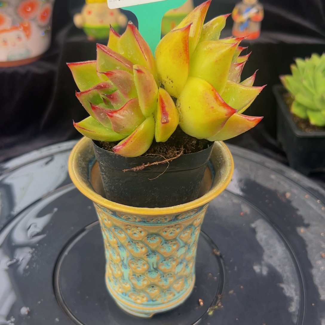 从前慢多肉编号1102-27