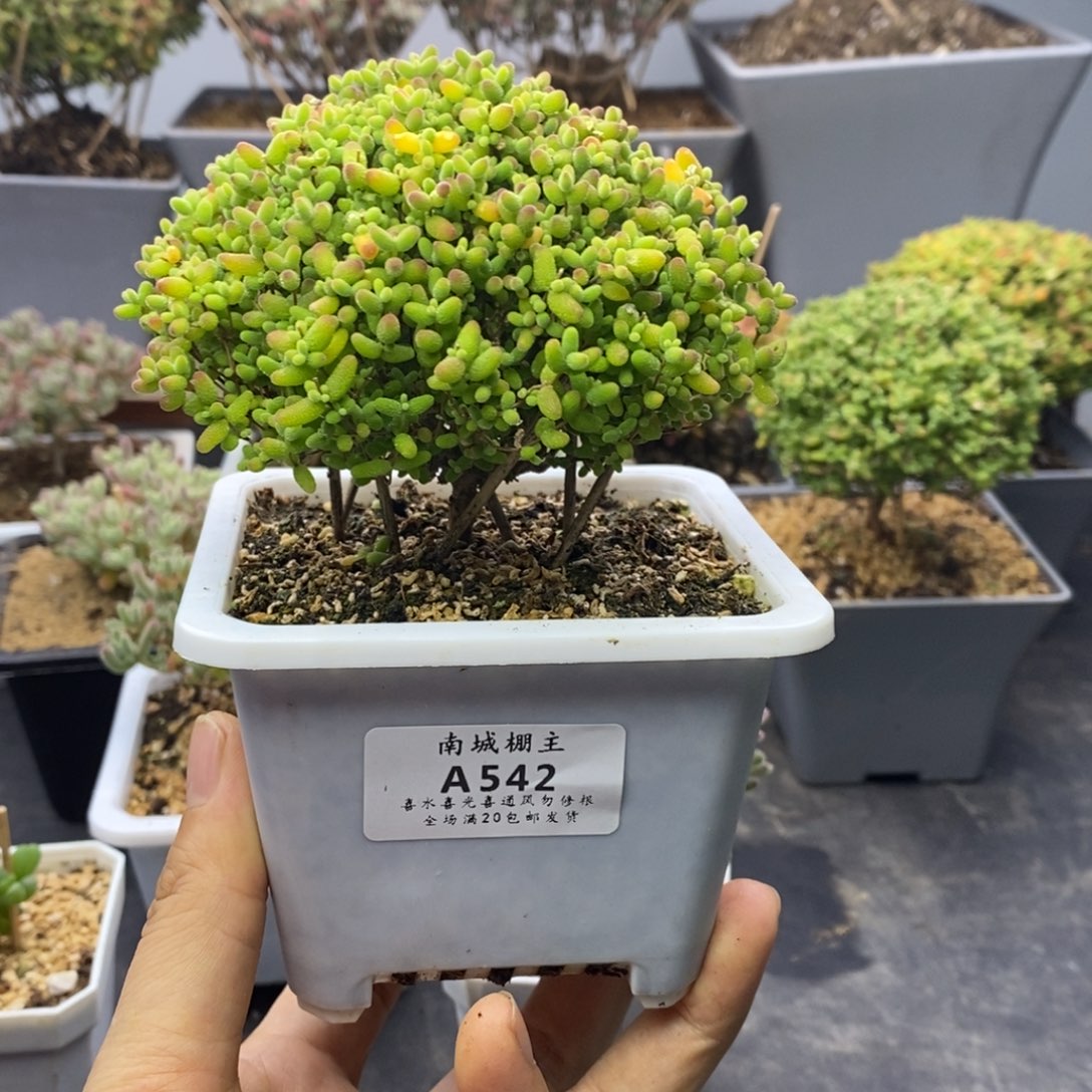 542蜜橘糖球枝干番杏