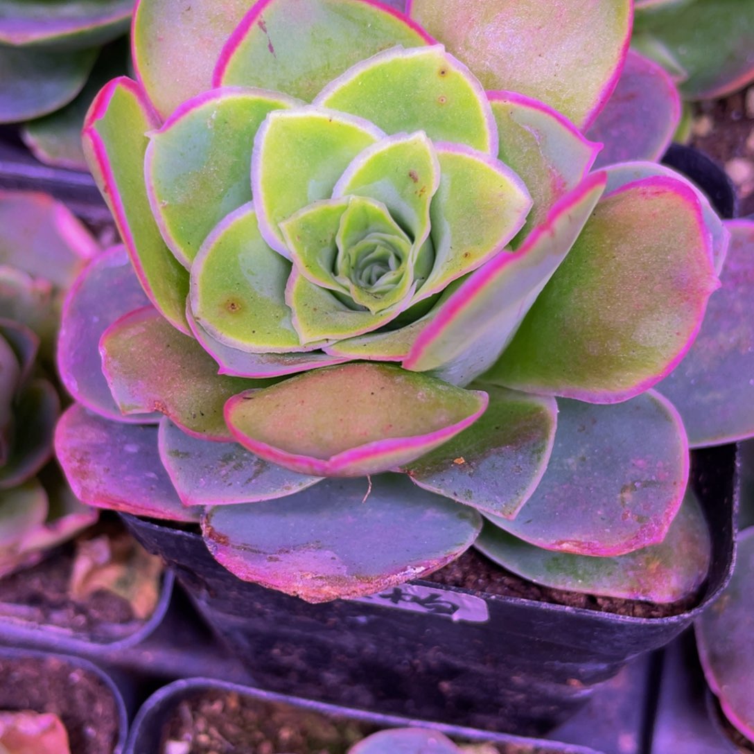 黄帕276多肉植物花卉