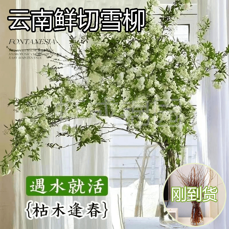 云南雪柳鲜切年宵花喷雪花水养鲜花插花水培懒人客厅耐寒花卉绿植商品图